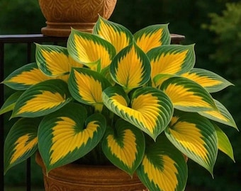 200+ Rare Yellow Green Hosta Seeds