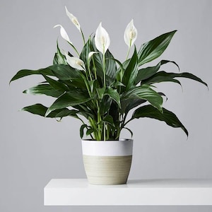 May include: A peace lily plant in a two-tone pot. The top of the pot is white, and the bottom is a light tan with horizontal lines. The plant has large, dark green leaves and white flowers with a single, long petal.