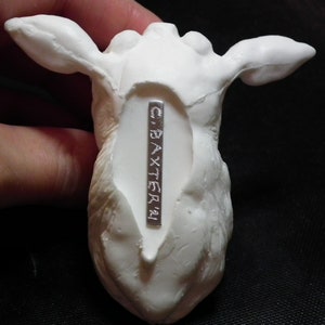 Op de afbeelding: Witte keramische sculptuur van een hertenkop met een zilveren metalen label met de tekst "C. BAXTER" op de achterkant.