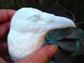 Raven bust resin sculpture for decor, crafts, paint your own, decorate, corvid bird forest spooky faux taxidermy fall nature folktale fable