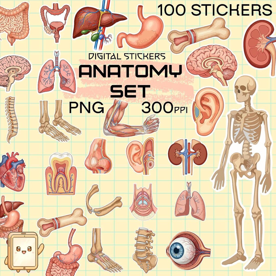 1-3PCS Human Anatomy Poker Cards The Body Deck Skeleton Playing Cards Waterproof Plastic Playing Cards Fun Halloween Board Game