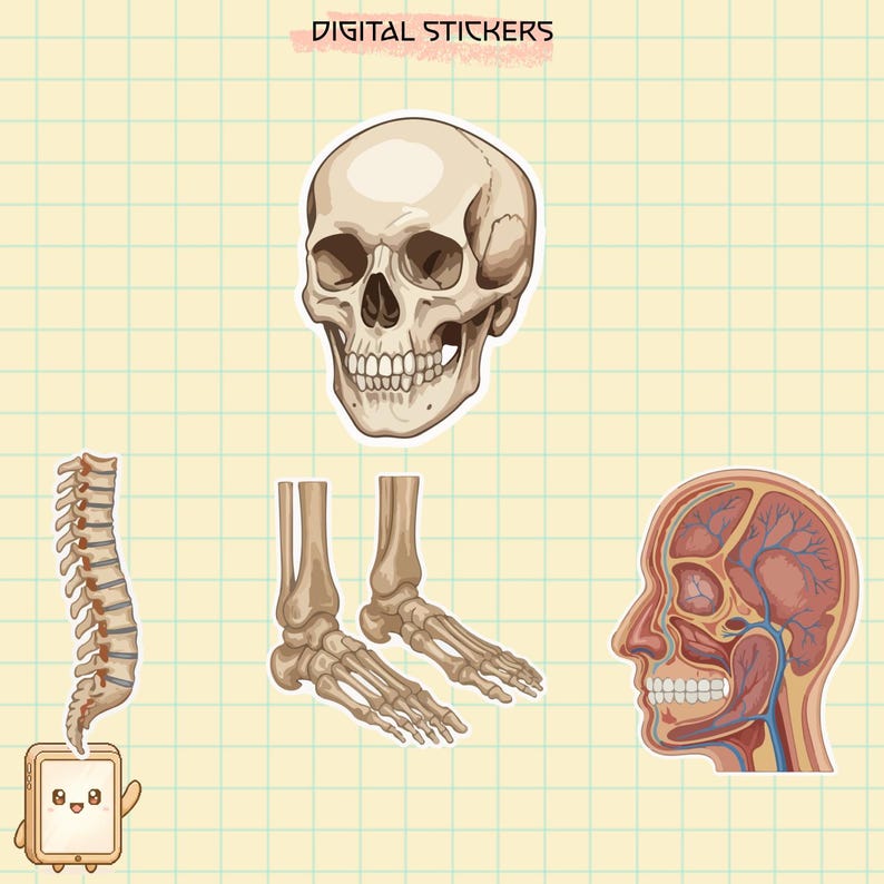 100 Anatomy PNG Stickers | Medical Digital Stickers | Human Body Organs ...