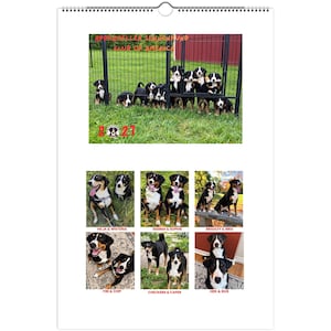 May include: A 2021 Appenzeller Sennenhund Club of America wall calendar featuring a top photograph of puppies behind a fence and six smaller panels below displaying adult Appenzeller Sennenhund dogs with names like Hilja, Wisteria, Gemma, Sophie, Bradley, Ibra, Fibi, Chip, Checkers, Caper, Hek, and Gus.
