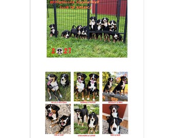 May include: A 2021 Appenzeller Sennenhund Club of America wall calendar featuring a top photograph of puppies behind a fence and six smaller panels below displaying adult Appenzeller Sennenhund dogs with names like Hilja, Wisteria, Gemma, Sophie, Bradley, Ibra, Fibi, Chip, Checkers, Caper, Hek, and Gus.