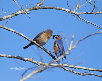 Royal Blue Courtship |  Songbird Wall Art
