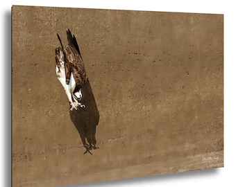 Osprey Shadow Dive at Haw River, Jordan Lake | Wildlife Photography Print