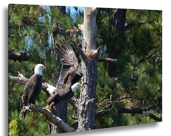Mated Pair of Bald Eagles at the Nest Tree | Wildlife Photography | North Carolina