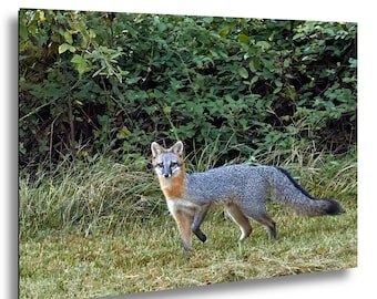 Gray Fox Wildlife Photography Print – South Carolina Farm