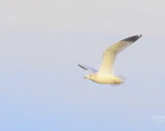 Ring-Billed Gull in Spring Morning Light – Wildlife Photography Print – Coastal Bird Wall Art
