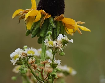 black-eyed Susan native wildflower - wall decor - Mother's day gift
