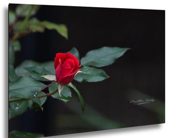 Red Rosebud After Rain | Romantic Fine Art Rose Photography Print