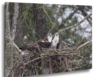 Osprey Three Hearts | Nesting Pair, Symbol of Love | Fine Art Raptor Photography