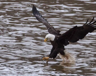 Fishing Strike | Bald Eagle Wall Art
