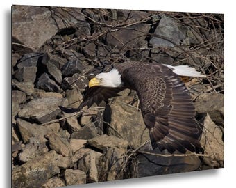 Adult Bald Eagle in Aggressive Flight | Wildlife Photography | North Carolina