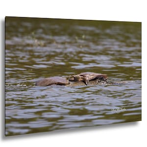 May include: Two turtles are seen swimming in a body of water. The turtles have brown shells and are partially submerged. The water is a murky green color, and there is some vegetation visible in the background. The turtles appear to be interacting.