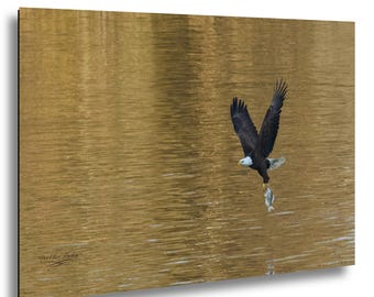 Adult Bald Eagle Carrying Its Catch in Golden Light | Wildlife Photography | North Carolina