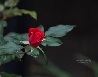 After the Rain | Floral Wall Art