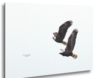 Paired Adult Bald Eagles in Winter Flight | Fine Art Wildlife Photography | North Carolina