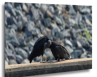 Quiet Devotion — Toilettage d'un couple de vautours noirs | Photographie artistique d'oiseaux