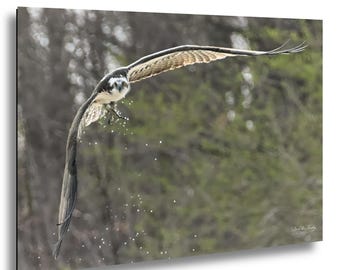 Shared Osprey Moment — Haw River and Jordan Lake