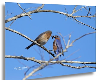 Royal Blue Courtship — Eastern Bluebird Pair, Fine Art Bird Photography