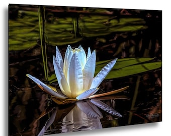 White Water Lily at Lake Mattamuskeet | Native Flower Photography Print | Serene Nature Wall Art