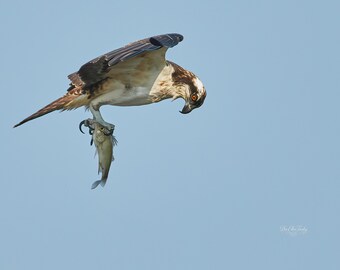 Bemused | Osprey Wall Art