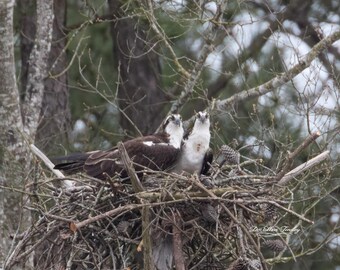 Three Hearts | Osprey Wall Art