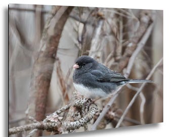 Dark-Eyed Junco Snow-Bird | Jordan Lake  |  Winter Migratory Print | Nature Photography Wall Art