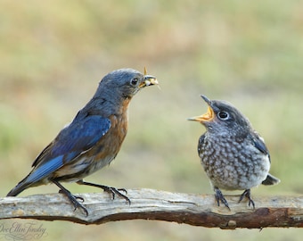 Eastern Bluebird Mom Feeding Fledgling – Wildlife Photography Wall Art – Mother’s Day Gift