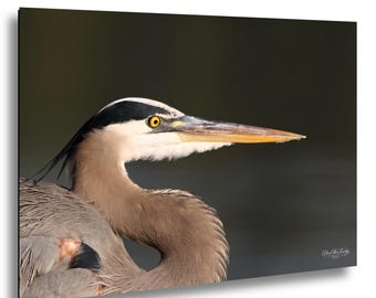 Great Blue Heron Portrait | Jordan Lake Nature Photography | Water Bird Wall Art