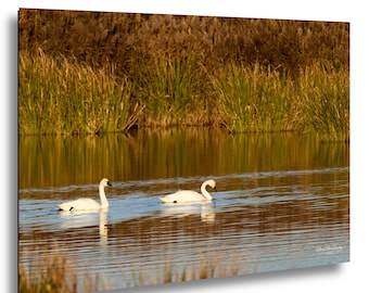 Tundra Swan Tranquility at Lake Mattamuskeet | Nature Photography Print | Wildlife Wall Art