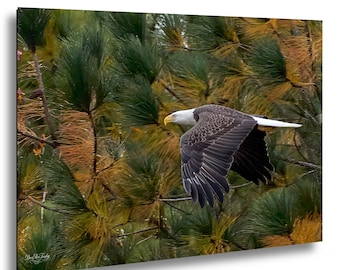 Bald Eagle Autumn Flight Over Jordan Lake Tree Line, print