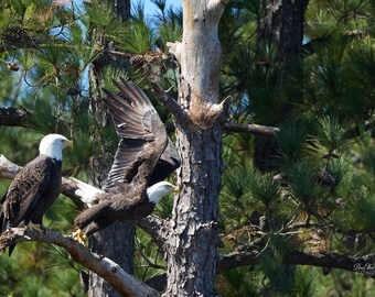 Ready, Set, Fly | Bald Eagle Wall Art