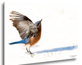 Eastern Bluebird Snow Dancing | Winter Nature Photography Print | Bird Wall Art Decor