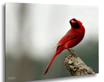 Northern Cardinal’s Deep Autumn Plumage | Crimson Bird Photography Print | NC Nature Wall Art