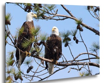 Mated Bald Eagles on Pine Branch — A Quiet Exchange