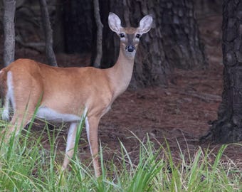 White-Tailed Doe Wildlife Print – Soft Forest Portrait – Nature Wall Decor