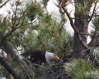 Bald Eagle Mother Feeding Chick – Wildlife Photography Print – Jordan Lake NC
