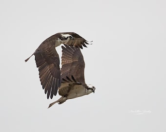 Sharing the Sky | Osprey Wall Art