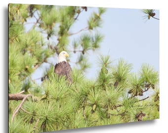 Bald Eagle Watching Over Its Territory | Wildlife Photography | North Carolina