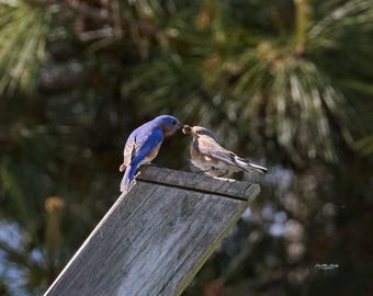 Courtship | Romantic Songbirds Wall Art