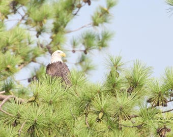 Watching Its Territory | Bald Eagle Wall Art