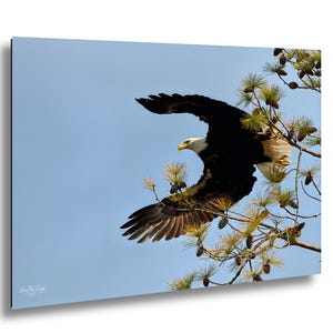 May include: A bald eagle in flight, set against a clear blue sky. The bird's wings are spread wide, displaying brown and white feathers. It is near a pine tree branch with green needles and small pine cones.