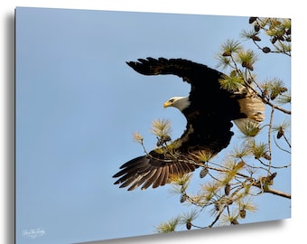 Bald Eagle Entering Flight Arc at Jordan Lake – Wildlife Photography Print