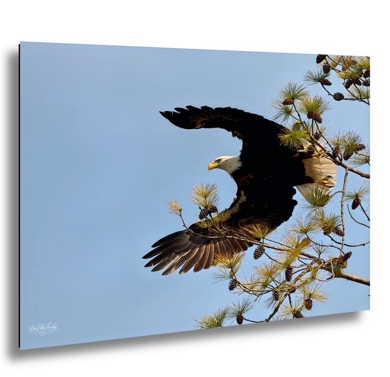 May include: A bald eagle in flight, set against a clear blue sky. The bird's wings are spread wide, displaying brown and white feathers. It is near a pine tree branch with green needles and small pine cones.