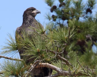 Juvenile Bald Eagle Fine Art Print | Bald Eagle Fledgling Photography | North Carolina Eagle Wall Art
