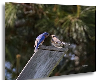 Bluebird Courtship | Romantic Songbird Photography, North Carolina Wall Art Print