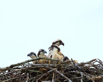 mom osprey and her very alert chicks - nature photography print - Jordan Lake, NC