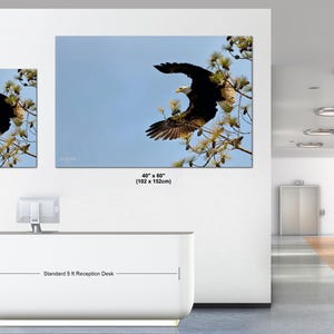 May include: Two framed canvas prints of a bald eagle in flight against a blue sky. The larger print measures 102 x 152cm, and the smaller one is 76 x 102cm. The prints are displayed in an office setting.